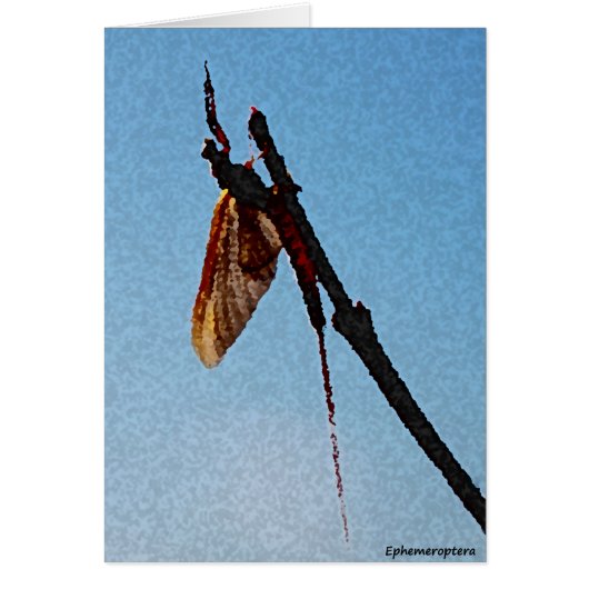 Ephemeroptera - Card (Front)