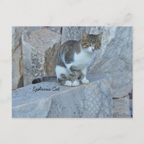 Ephesus Feral Cat Postcard