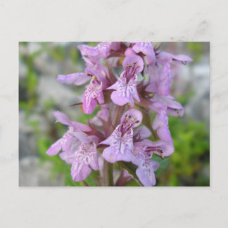 Épiaire des marais (2) postcard