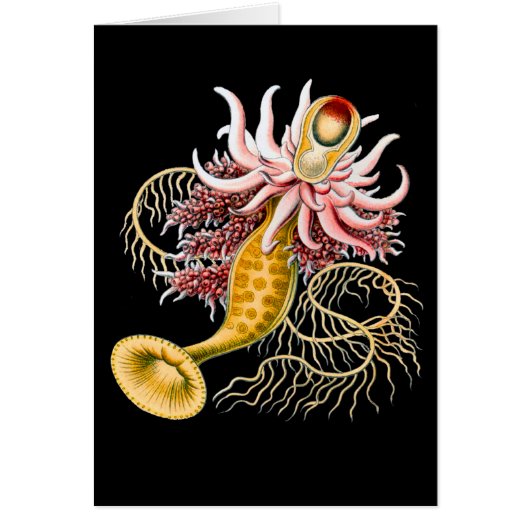 Epibulia Cards (Front)