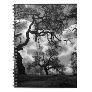 Epic Black and White Haunted Trees Photo