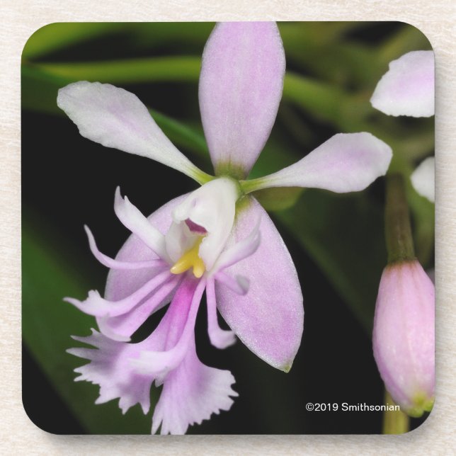 Epidendrum caligarium beverage coaster (Front)