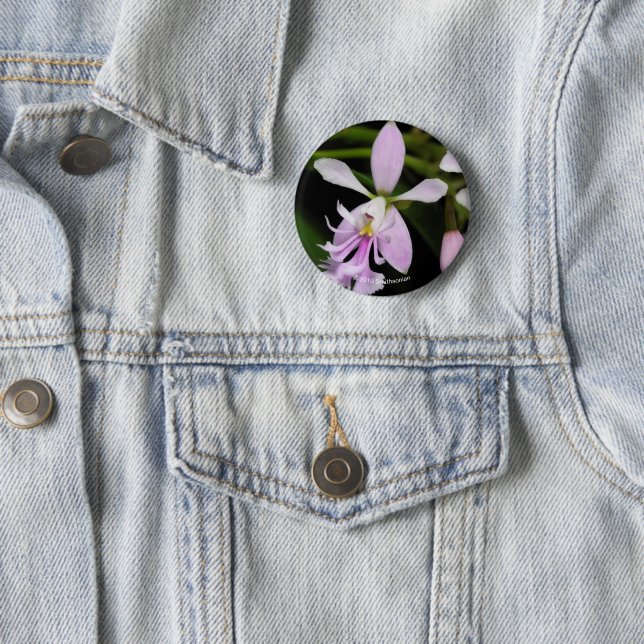 Epidendrum caligarium button (In Situ)