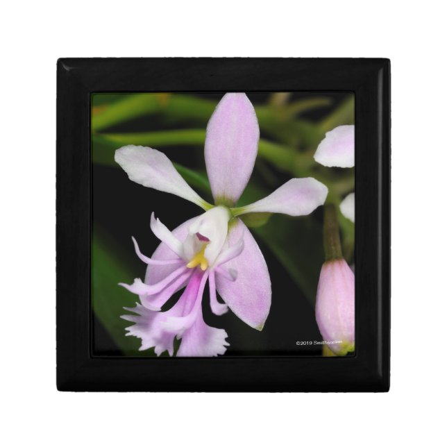 Epidendrum caligarium gift box (Front)