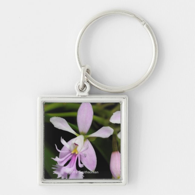 Epidendrum caligarium keychain (Front)