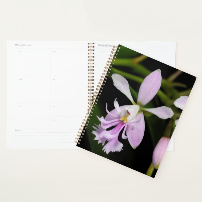 Epidendrum caligarium planner (Display)