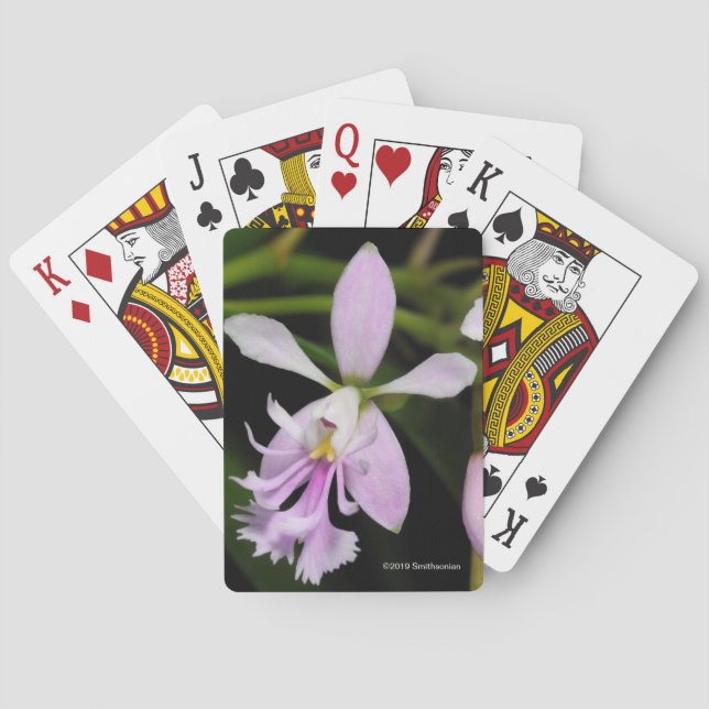 Epidendrum caligarium poker cards (Back)