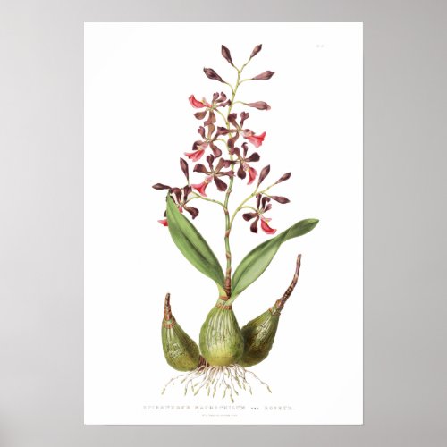 Epidendrum macrochilum var roseum fundo branco poster