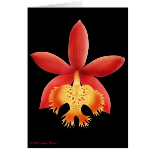 Epidendrum Orchid Flower Card