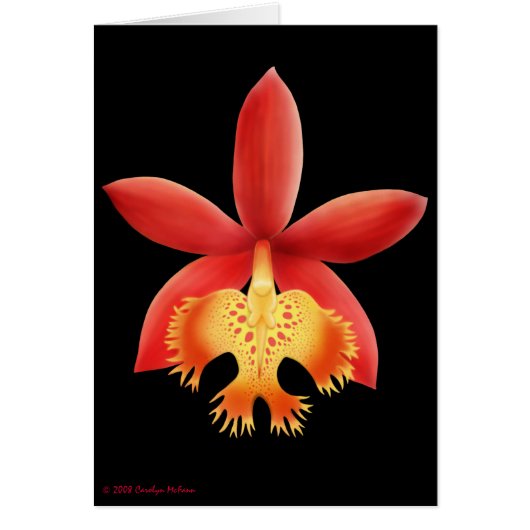 Epidendrum Orchid Flower Card (Front)