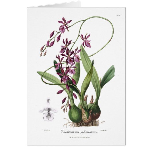 Epidendrum Phœniceum Cards (Front)