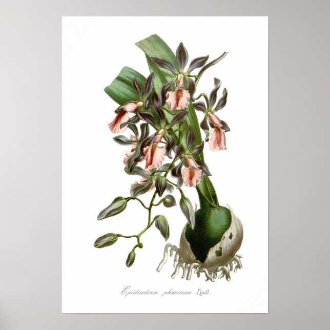 Epidendrum phoeniceum poster (Front)