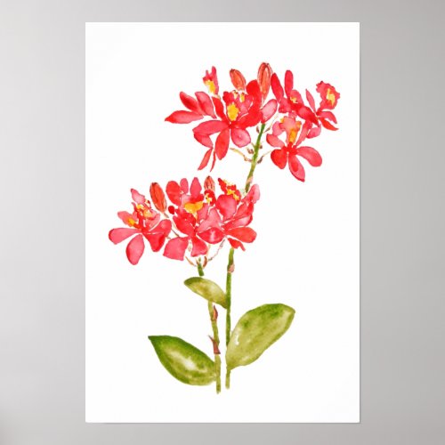 Epidendrum radicans orange ground orchid watercolo poster