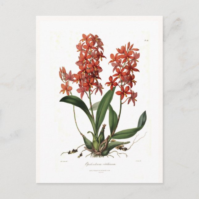 Epidendrum vitellinum postcard (Front)