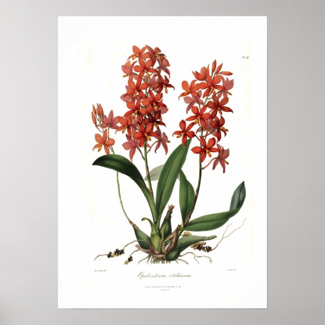 Epidendrum Vitellinum Poster (Front)