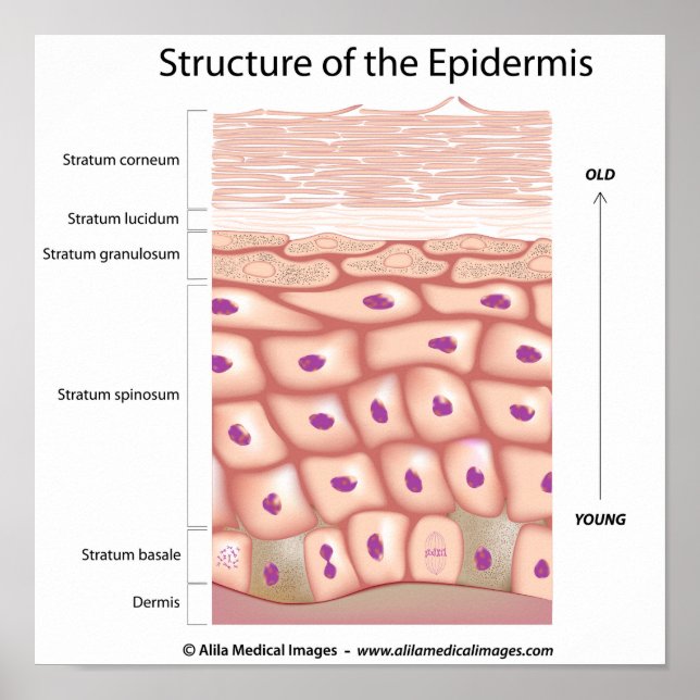 Epidermis of the skin Poster (Front)