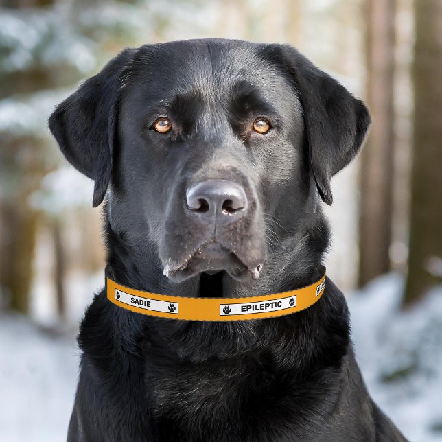 Epileptic Dog Alert Pet Epilepsy Warning Orange Collar (Please note: This image is a digital mockup. The product may not be in scale.)