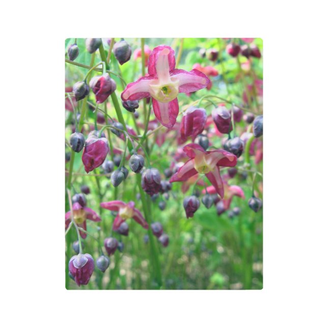 Epimedium/Fairy Wings Spring Flowers & Buds Photo Metal Print (Front)