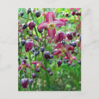 Epimedium Flowers Postcard