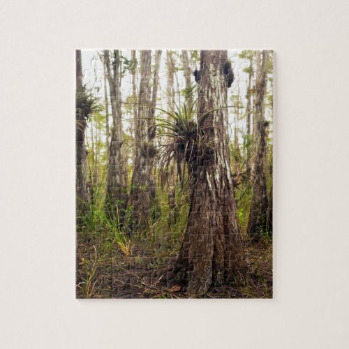 Epiphyte Bromeliad in Florida Forest Jigsaw Puzzle