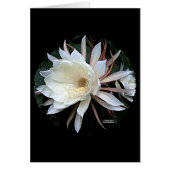Epiphyte Cactus Flower (Front)