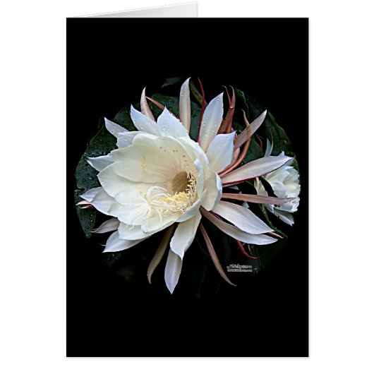 Epiphyte Cactus Flower Cards (Front)