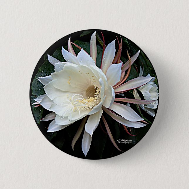 Epiphyte Cactus Flower Pinback Button (Front)