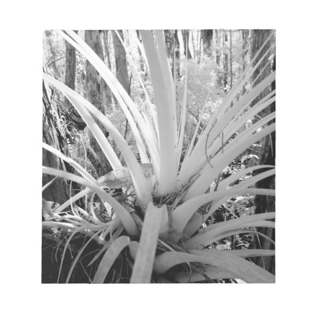Epiphytic tillandsia are common in the Florida, Notepad (Front)