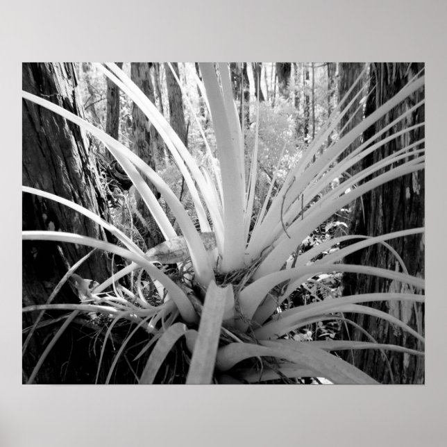 Epiphytic tillandsia are common in the Florida, Poster (Front)
