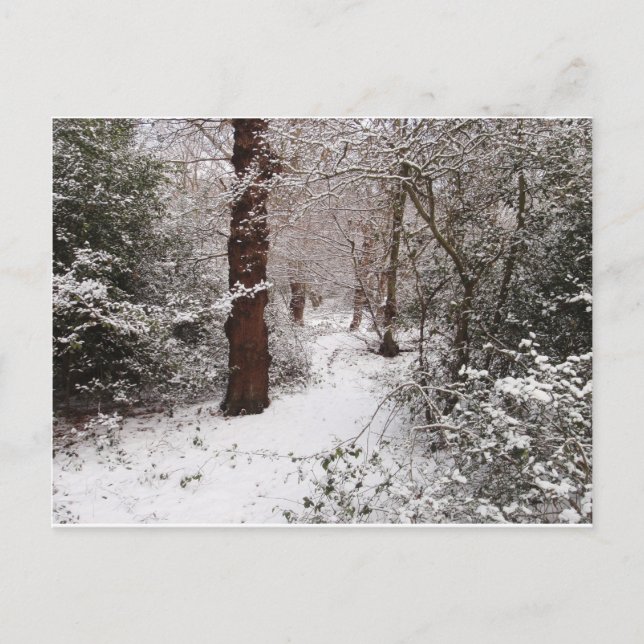Epping Forest in the snow. Postcard (Front)
