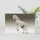 Equestrian White Mare Horse (Standing Front)