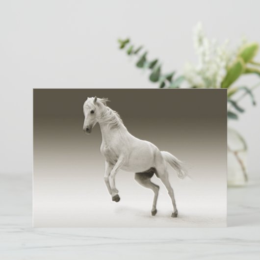 Equestrian White Mare Horse (Standing Front)