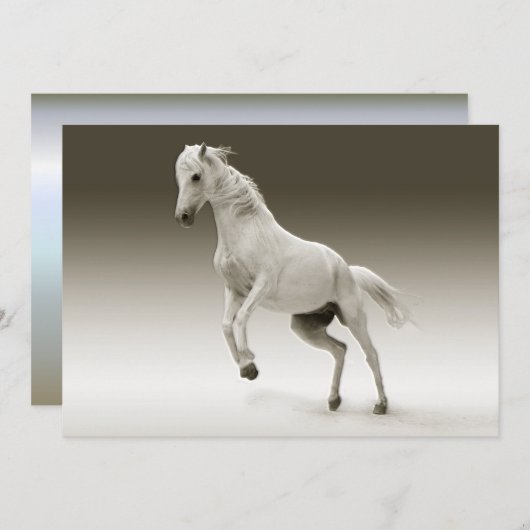 Equestrian White Mare Horse (Front/Back)