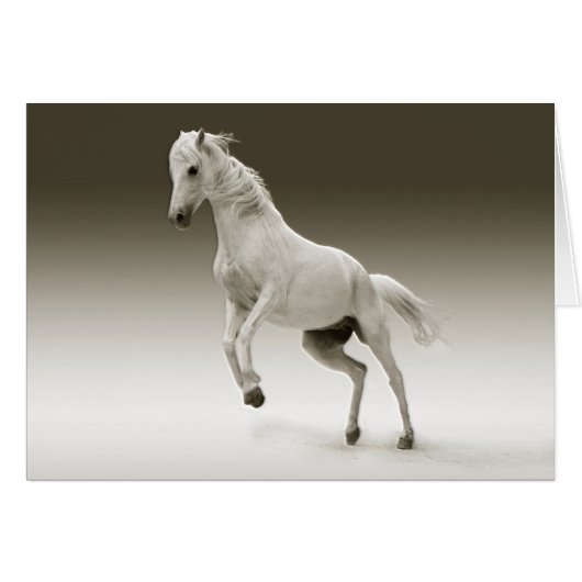 Equestrian White Mare Horse Cards (Front Horizontal)