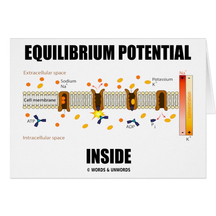 Equilibrium Potential Inside (Active Transport) Card