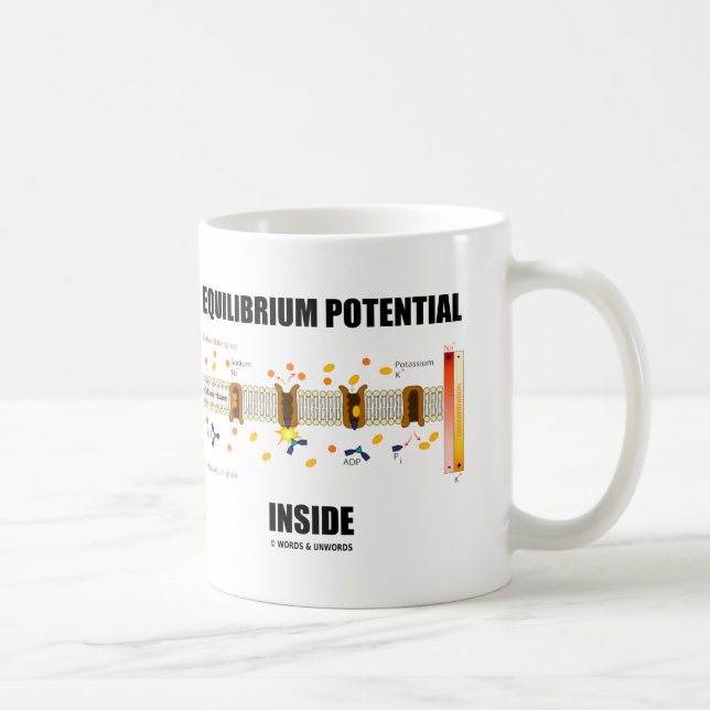 Equilibrium Potential Inside (Active Transport) Coffee Mug (Right)