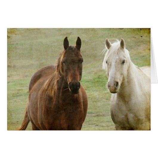 Equine Buddies Cards (Front Horizontal)