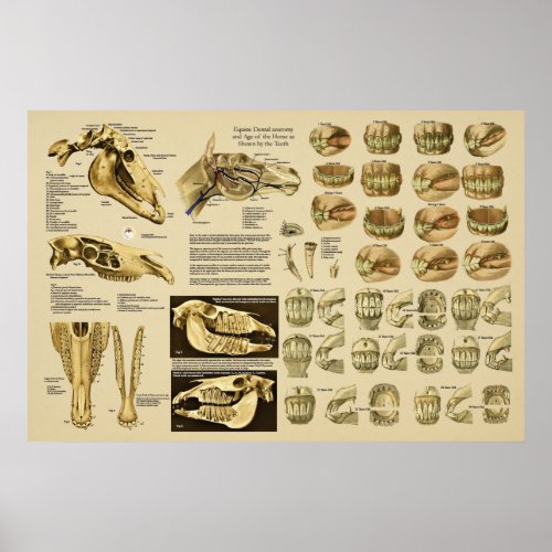 Equine Dental Anatomy Age of Horse by Teeth Poster