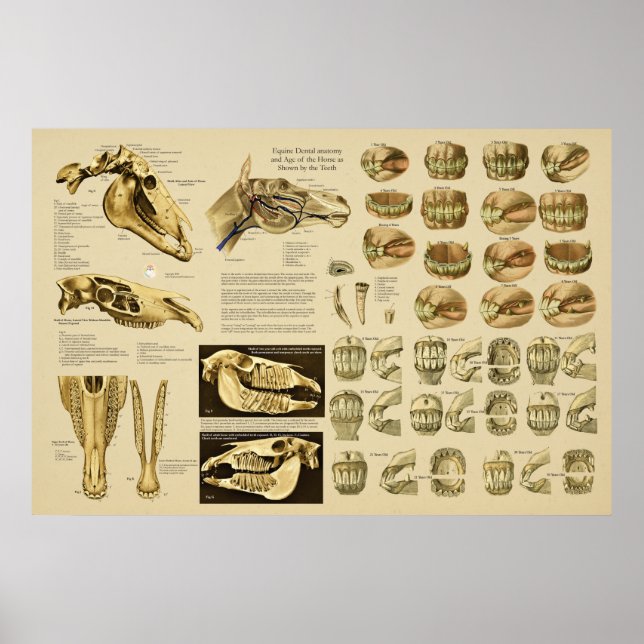 Equine Dental Anatomy Age of Horse by Teeth Poster (Front)