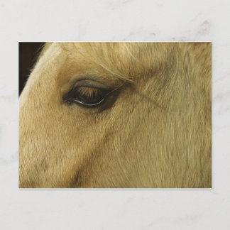 Equine Eye Postcard