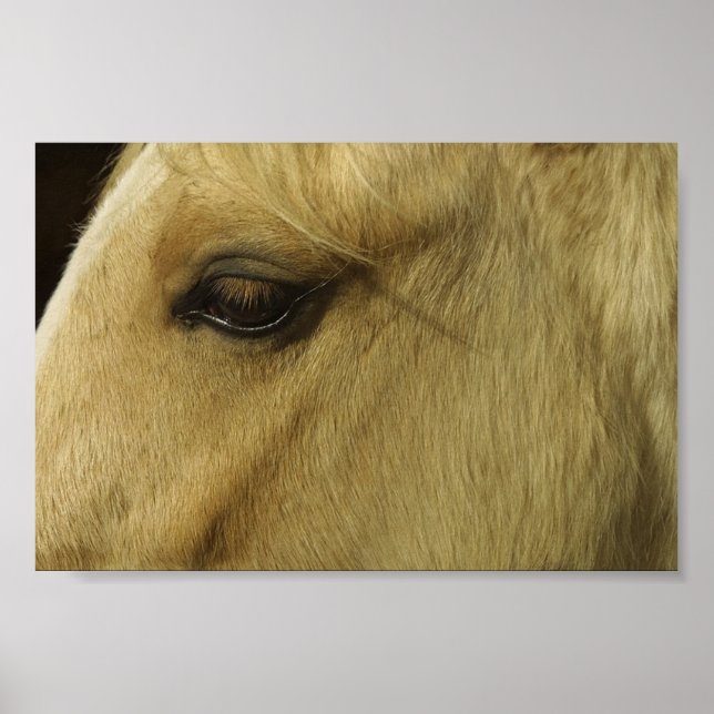 Equine Eye Poster (Front)