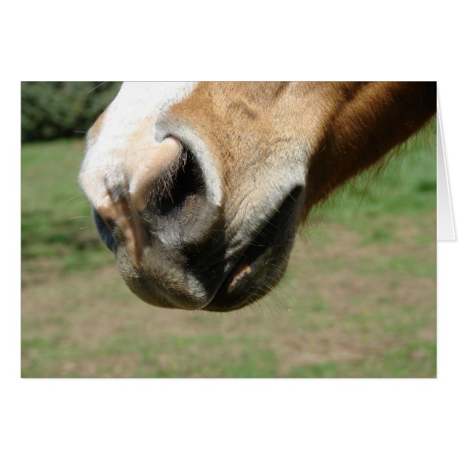 Equine Nose Cards (Front Horizontal)