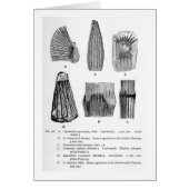 Equisetites spatulatus art postcard (Front)