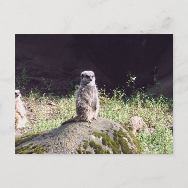 erdmann postcard (Front)