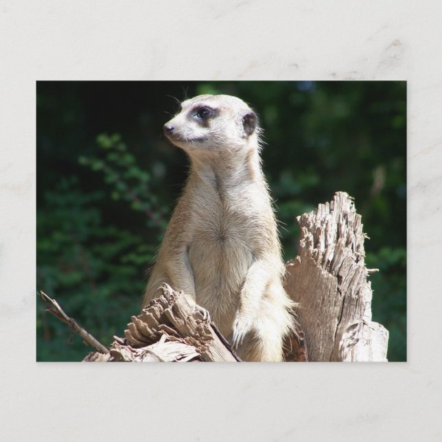 Erdmännchen Postcard (Front)