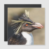 Erect-crested penguin (Front/Back)