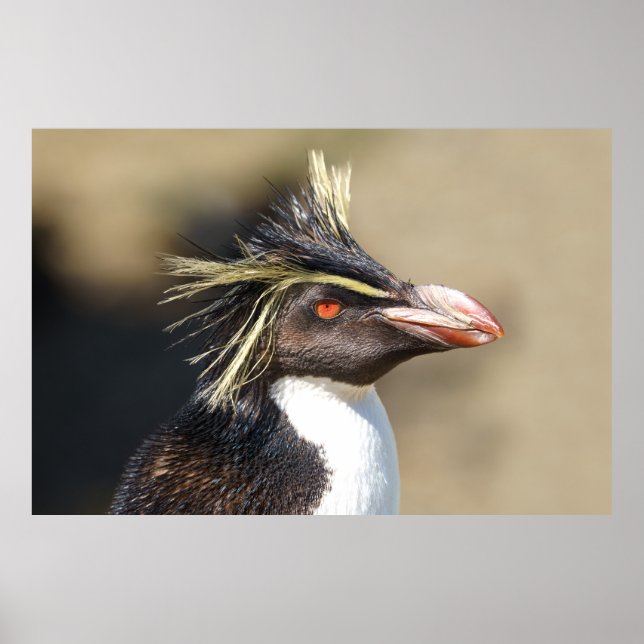 Erect-crested penguin poster (Front)