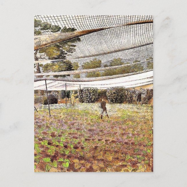 Eric Ravilious artwork, Strawberry Nets, Postcard (Front)