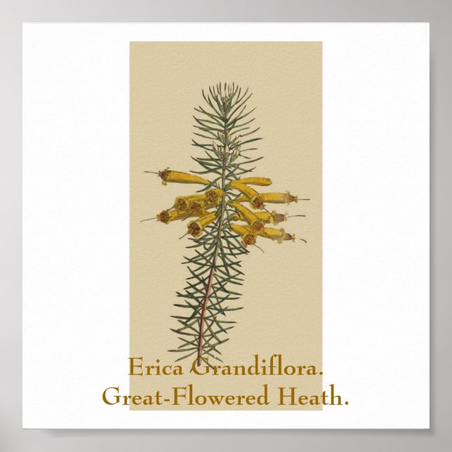 Erica Grandiflora. Great-Flowered Heath. Poster (Front)