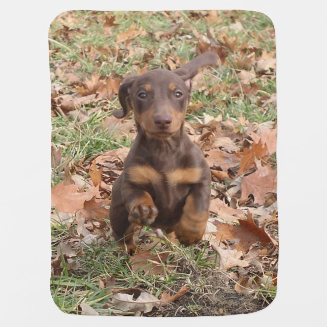 Eridox chocolate dachshund puppy baby blanket (Front)